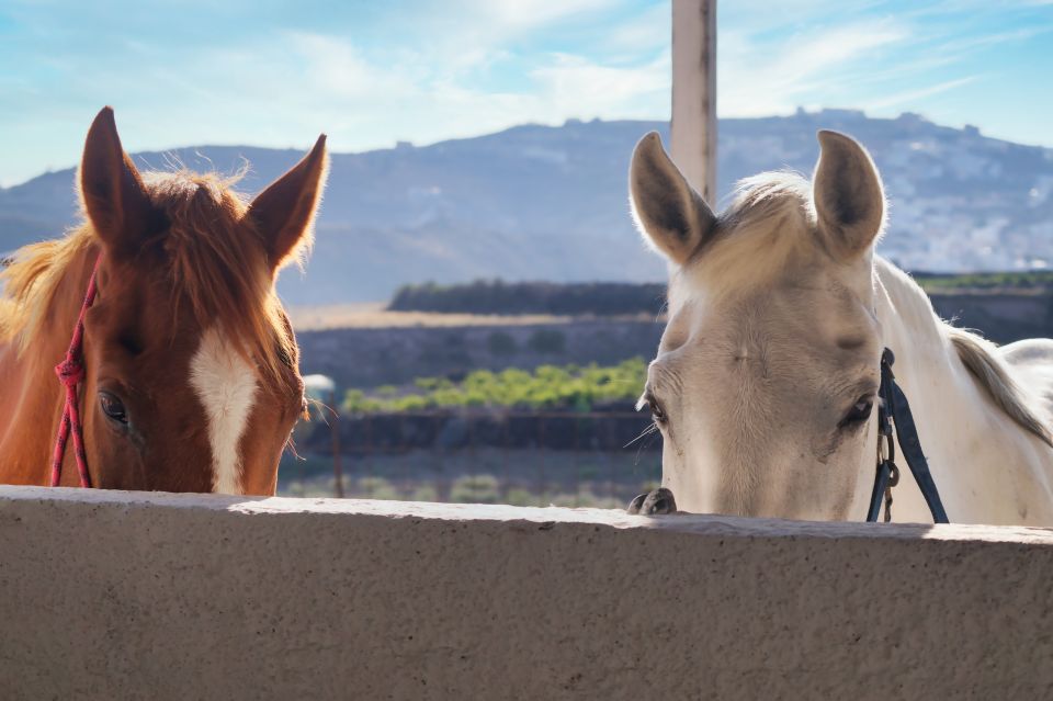 Akrotiri: Guided Horseback Riding Day Trip to a Beach - Should You Book This Akrotiri Horseback Riding Day Trip?