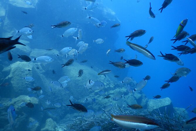 Discover Scuba Diving in Santorini - Timing and Getting There: Start at 9:00 am in Kamari