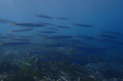 Discover Scuba Diving in Santorini - The Underwater Skills Practice: Where Beginners Learn Without Feeling Rushed