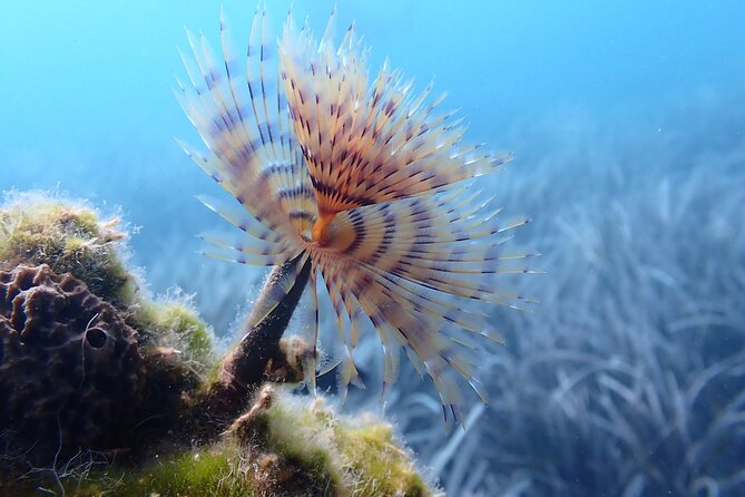 Discover Scuba Diving in Santorini - Price and Value: What $118.58 Really Buys You