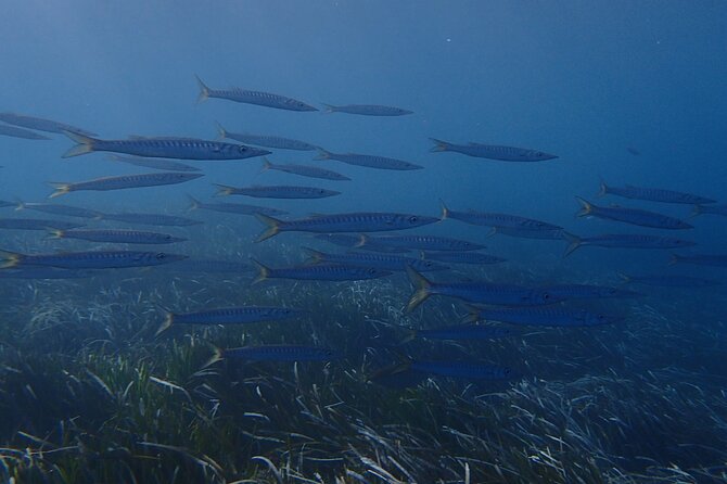 Discover Scuba Diving in Santorini - The Underwater Skills Practice: Where Beginners Learn Without Feeling Rushed