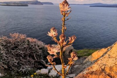 Half-Day Inland Fishing Tourism Sunset Tour with Dinner - Akrotiri Lighthouse and the Rock of the American Indian (Indianos)