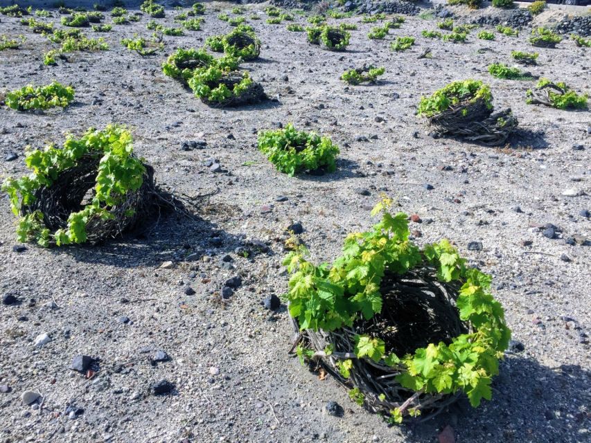 Private Group Visit to Akrotiri & 3 Wineries with Tastings - Three wineries: how to get more than one version of Santorini