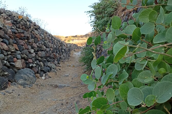 Private Olive Oil tasting & Liqueur experience - What you’ll eat and sip during the tasting