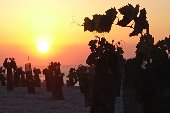 Private Olive Oil tasting & Liqueur experience - Who this tour suits best (and who might want another option)