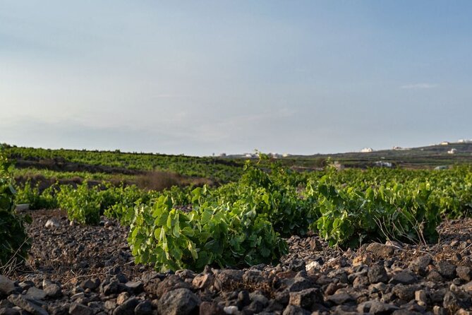 Private Wine Adventure Tour in the Most Distinct Wineries - Key points before you go