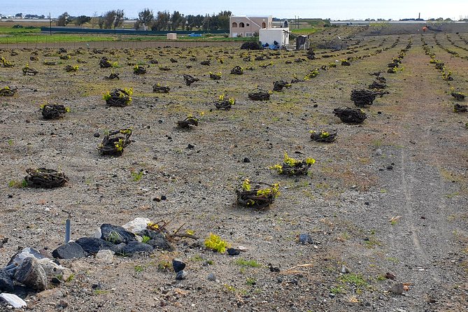 Santorini: 4hr Private Wine Tasting Tour - Timing and flexibility: the four-hour plan you can actually manage