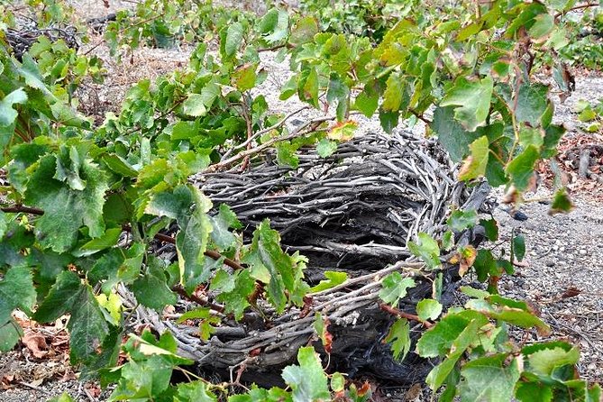 Santorini: 4hrs Small Group Wine Tasting Tour with Local Bites - What this tour teaches you (so you can taste Santorini on your own)