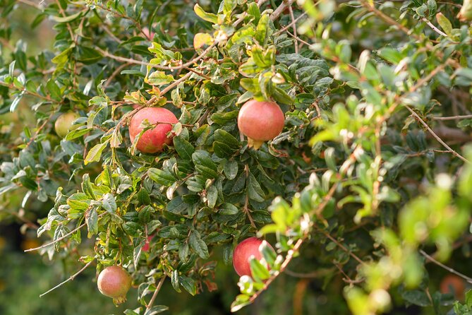 Santorini 5 Hour Private Oia Tour & Lunch/Dinner at a Local Farm - Who should book this tour (and who might skip it)
