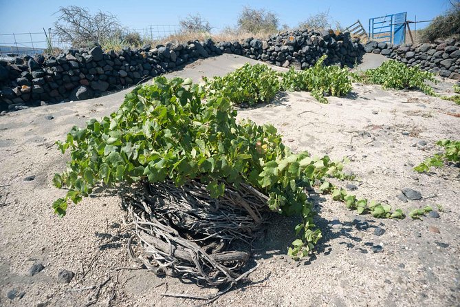 Santorini Archaeology and Wine Small-Group Tour with Tastings - Stop 2: A Traditional Village Stroll and the Black Sand Beach