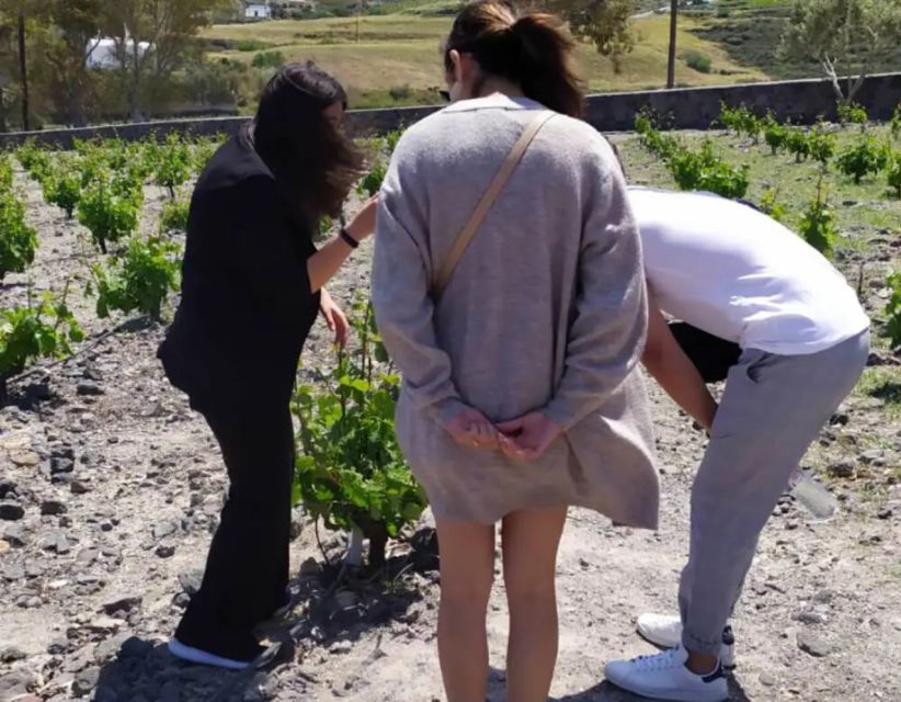 Santorini: Guided Highlights Tour with Private Wine Tasting - Perivolos Black Beach: The Island Changes Color