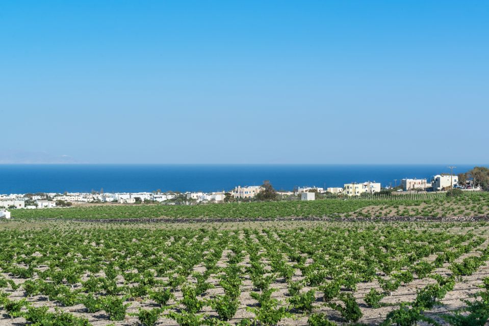 Santorini: Guided Wineries Private Tour with Wine Tastings - A 4.5-Hour Santorini Wine Circuit That Moves at a Human Pace