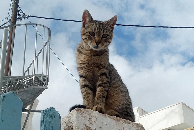 Santorini: Local Life Full Day Tour - The family winery stop: wine and cheese, the real pay-off
