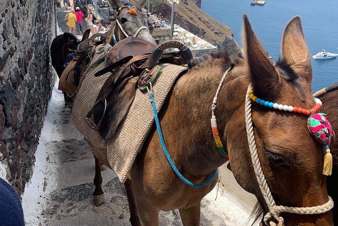 Santorini: Local Life Full Day Tour - Your guide matters: calm hosts, humor, and real cultural context