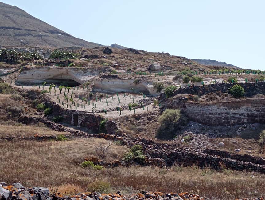 Santorini: Private Agri-Educational Visit to an Organic Farm - A Santorini farm visit that trades selfies for flavors