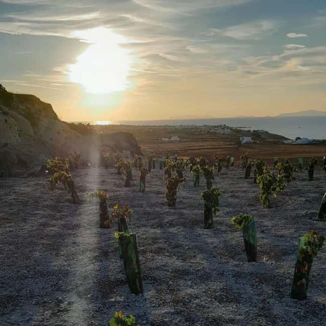 Santorini: Private Agri-Educational Visit to an Organic Farm - Walking level, clothing, and who should book