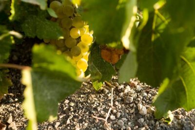 Santorini Private Wine and Food Tour - Winery Stop #1: The Cliffside Caldera View