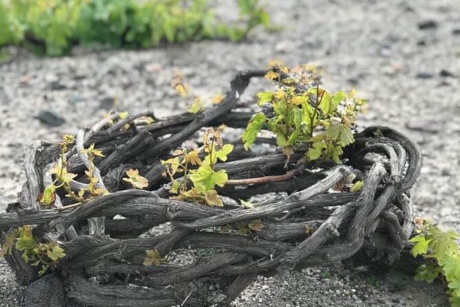 Santorini Private Wine Tasting Experience with private sommelier - Stop 2: Exo Gonia’s traditional winery and cave settlement area