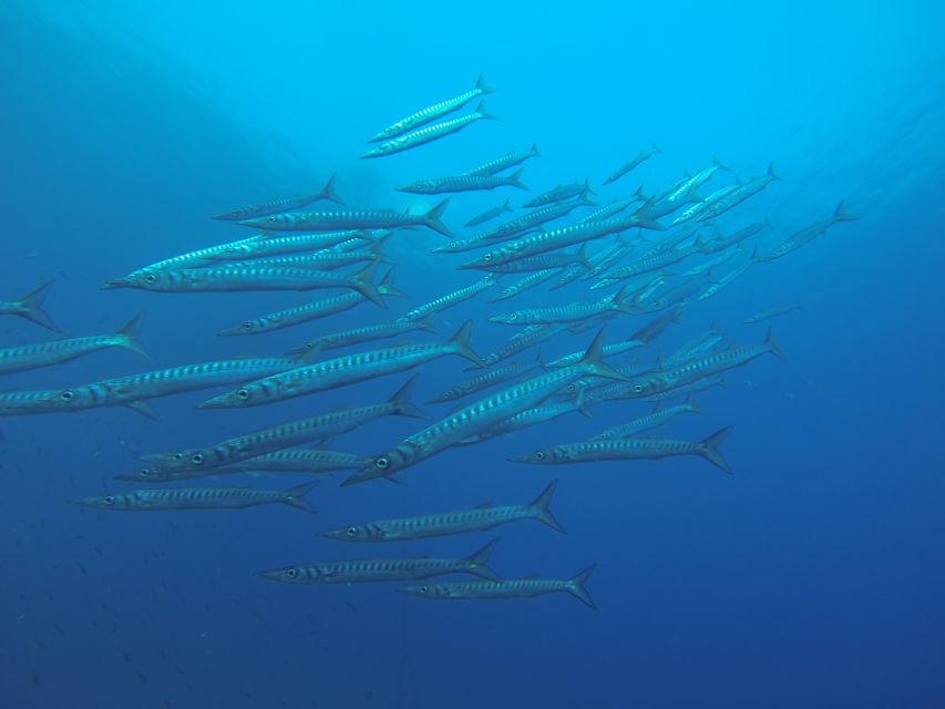 Santorini: Scuba Diving Experience for Beginners - Why Armeni Reef and Lava Formations Feel Like Santorini, Underwater