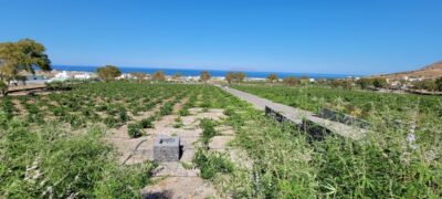 Santorini: Three Wineries and One Brewery Tour with Tastings - Brewery first at Santorini Brewing Company: set the tone before wine