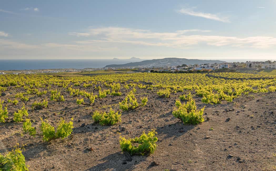 Santorini: Through the Grapevine Tour Winery Tasting Tour - Three wineries, three lessons in volcanic terroir