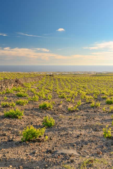 Santorini: Through the Grapevine Tour Winery Tasting Tour - Price and value: does $209 make sense?