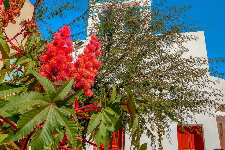 Santorini: Traditional Sightseeing Bus Tour with Oia Sunset - Pickup and timing: the part that can make or break the day