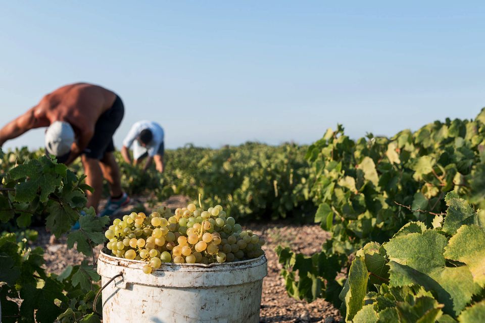 Santorini Wine Roads: Tour of 3 Wineries with a Sommelier - How the sommelier-led tasting actually helps