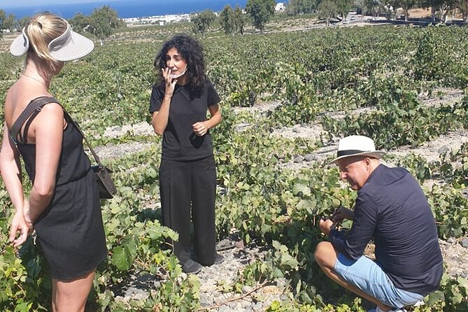 Santorini Wine Secrets - The tasting lineup: from top names like Argyros to Gaia-style choices