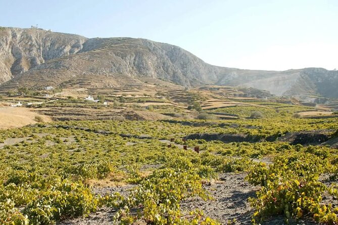 Santorini Wine Tasting: Day or Sunset Private Tour - Stop 3 at Gavalas Winery: harvest-to-maturation cellars plus cheese and rusks