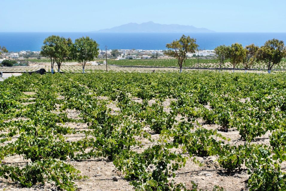 Santorini: Wine Tasting Tour & Sunset Viewing - From Thera pickup to air-conditioned comfort