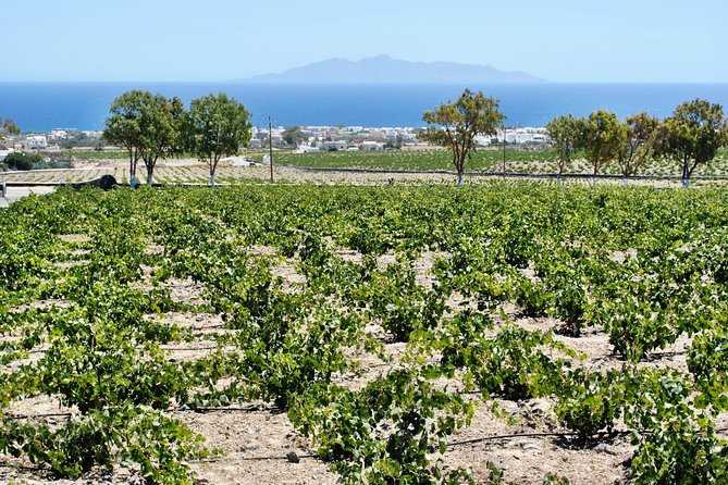Santorini Wine Tour with sunset in Oia - Drinks you’ll likely care about: volcanic wines and the tasting style