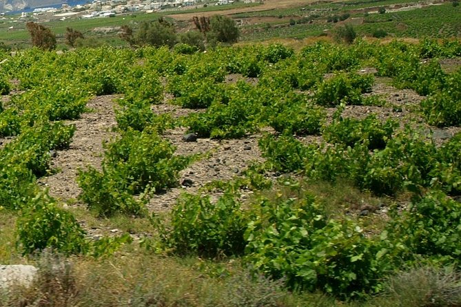 See Santorini in 4 hours - Tailor made tour!!! - Santo Wines at the cliff side: cooperative wine culture with a view