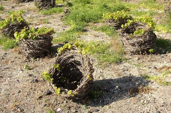 Visit to a Wine Museum and Wine Tasting in Santorini - The Volcanic Wine Tasting: 3–4 Styles You’ll Actually Remember